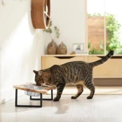 Frisco Premium Wood Elevated Bone Shape Stainless Steel Double Diner Dog & Cat Bowl, 3 Cup 9 Frisco Premium Wood Elevated Bone Shape Stainless Steel Double Diner Dog & Cat Bowl, 3 Cup -Paws Joy Outlet Store 331497 PT3. AC SS1800 V1657656892