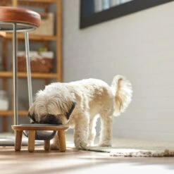 Frisco Premium Round Shape Elevated Single Dog & Cat Bowl -Paws Joy Outlet Store 331502 PT2. AC SS1800 V1657656893