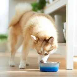 Frisco Ombre Design Stainless Steel Dog & Cat Bowl -Paws Joy Outlet Store 331516 PT2. AC SS1800 V1657656874