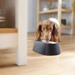 Frisco Long Eared Breed Stainless Steel Dog Bowl, Black, 2 Cup -Paws Joy Outlet Store 331530 PT2. AC SS1800 V1657656874