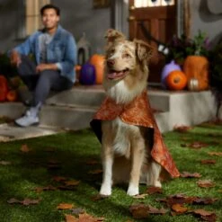 Frisco Spider Webbed Dog & Cat Costume Cape -Paws Joy Outlet Store 334972 PT6. AC SS1800 V1657729812