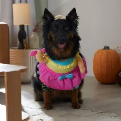 Frisco Front Walking Workout Girl Dog & Cat Costume -Paws Joy Outlet Store 335111 PT7. AC SS1800 V1657656881