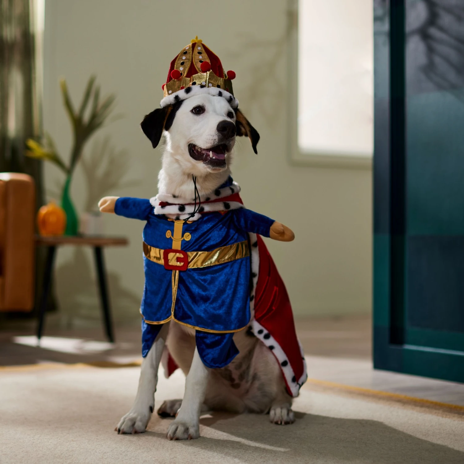 Frisco Front Walking Royal King Dog & Cat Costume 7 Frisco Front Walking Royal King Dog & Cat Costume - Image 7