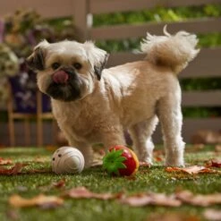 Frisco Halloween Chocolate Covered Strawberries Latex Squeaky Dog Toy -Paws Joy Outlet Store 344043 PT3. AC SS1800 V1657657031