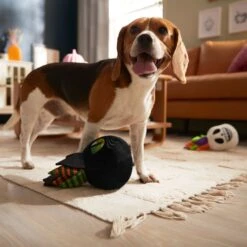 Frisco Halloween Succulents Plush Squeaky Dog Toy -Paws Joy Outlet Store 344164 PT3. AC SS1800 V1657657049