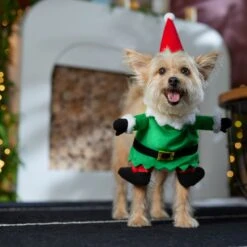 Frisco Front Walking Elf Dog & Cat Costume -Paws Joy Outlet Store 357956 PT7. AC SS1800 V1661799329
