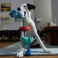 Frisco Hanukkah Celebration Plush With Rope Squeaky Dog Toy -Paws Joy Outlet Store 360986 PT3. AC SS1800 V1661874063