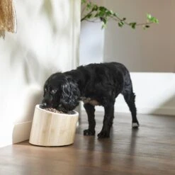 Frisco Elevated Slanted Bamboo Melamine Non-Skid Dog Bowl With Bamboo Stand 10 Frisco Elevated Slanted Bamboo Melamine Non-Skid Dog Bowl With Bamboo Stand -Paws Joy Outlet Store 363387 PT2. AC SS1800 V1657657267