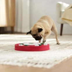 Frisco Bento Interactive Puzzle Dog Toy, Moderate -Paws Joy Outlet Store 506226 PT5. AC SS1800 V1674664929