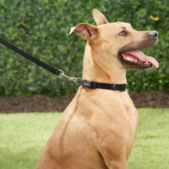 Frisco Solid Nylon Dog Leash + 4 Items -Paws Joy Outlet Store 623766 PT4. AC SS1800 V1662743050