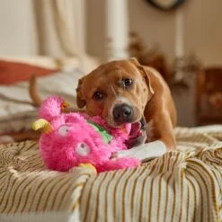 Frisco Halloween Zany Monster Muscle Plush Squeaky Dog Toy 8 Frisco Halloween Zany Monster Muscle Plush Squeaky Dog Toy -Paws Joy Outlet Store 668166 PT3. AC SS1800 V1689271301