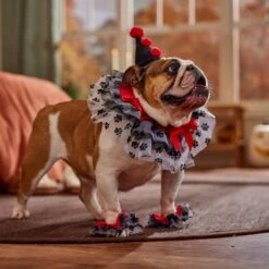 Frisco Clown Dog & Cat Costume Accessory -Paws Joy Outlet Store 706526 PT7. AC SS1800 V1689282556