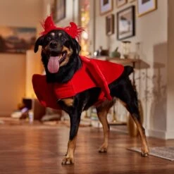 Frisco My Little Devil Dog & Cat Costume Accessory -Paws Joy Outlet Store 706622 PT7. AC SS1800 V1689342200