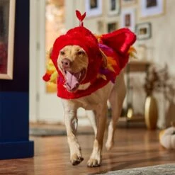 Frisco Flying Phoenix Dog & Cat Costume 14 Frisco Flying Phoenix Dog & Cat Costume -Paws Joy Outlet Store 708150 PT7. AC SS1800 V1689343869