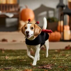 Frisco Glittered Ladybug Dog & Cat Costume -Paws Joy Outlet Store 708254 PT7. AC SS1800 V1689354959