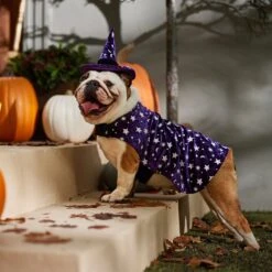 Frisco Cosmic Witch Dog & Cat Costume -Paws Joy Outlet Store 708982 PT7. AC SS1800 V1689350987