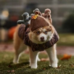 Frisco Squirrels & Nuts Ride-On Dog & Cat Costume -Paws Joy Outlet Store 709422 PT7. AC SS1800 V1689270909