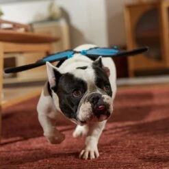 Frisco Magical Butterfly Wings Dog & Cat Costume Accessory -Paws Joy Outlet Store 713062 PT7. AC SS1800 V1689354962