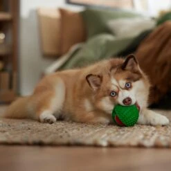 Frisco Holiday Fetch Squeaky Tennis Ball With Rubber Sleeve Dog Toy 7 Frisco Holiday Fetch Squeaky Tennis Ball With Rubber Sleeve Dog Toy -Paws Joy Outlet Store 739686 PT3. AC SS1800 V1694812401