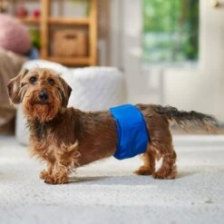 Frisco Washable Dog Diaper Male Wraps -Paws Joy Outlet Store 862854 PT3. AC SS1800 V1698950172